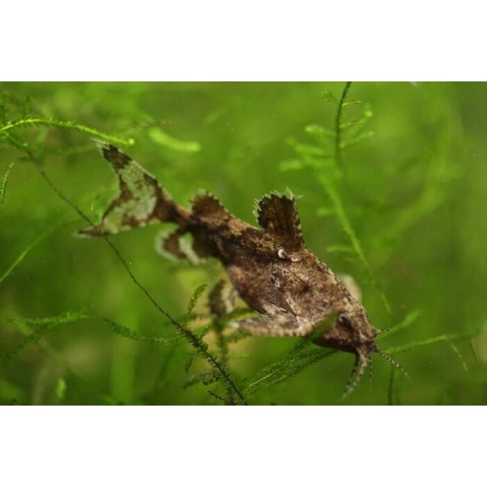 Hara Jerdoni - Dwergvleugelmeerval