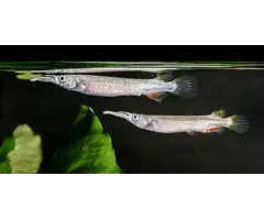 Dermogenys Pusillus - Halfsnavelbekje