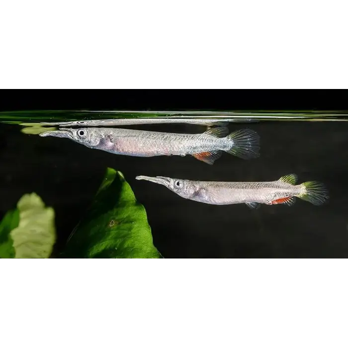 Dermogenys Pusillus - Halfsnavelbekje