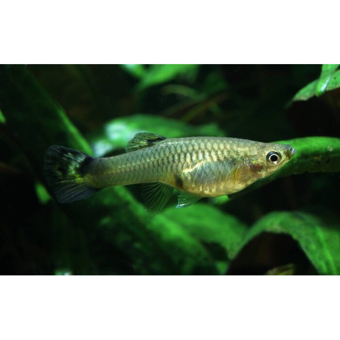 Poecilia Reticulata (Female) - Guppy Vrouw Mix