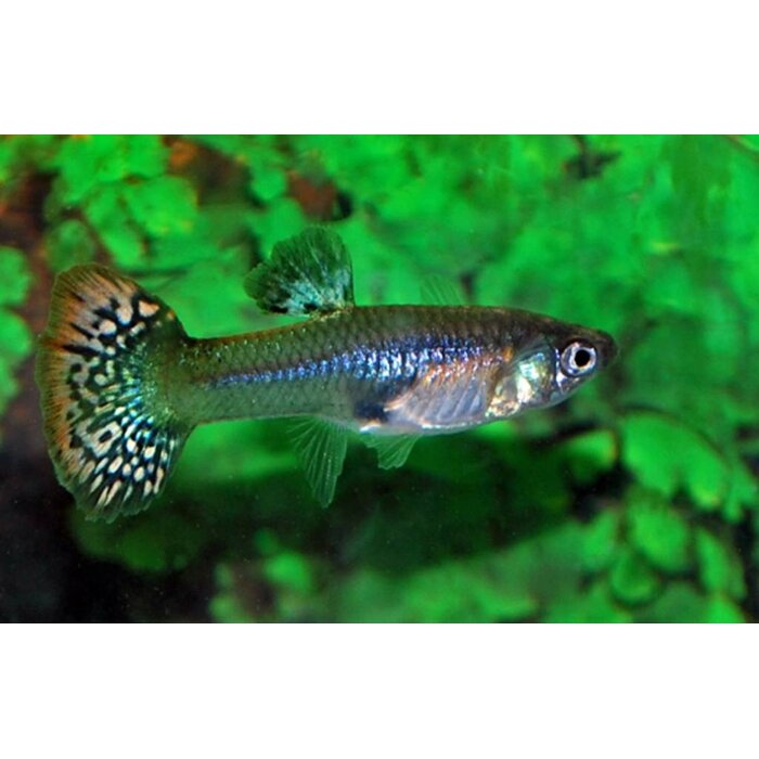Poecilia Reticulata (Female) - Guppy Vrouw Mix