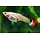 Poecilia Reticulata (Female) - Guppy Vrouw Mix