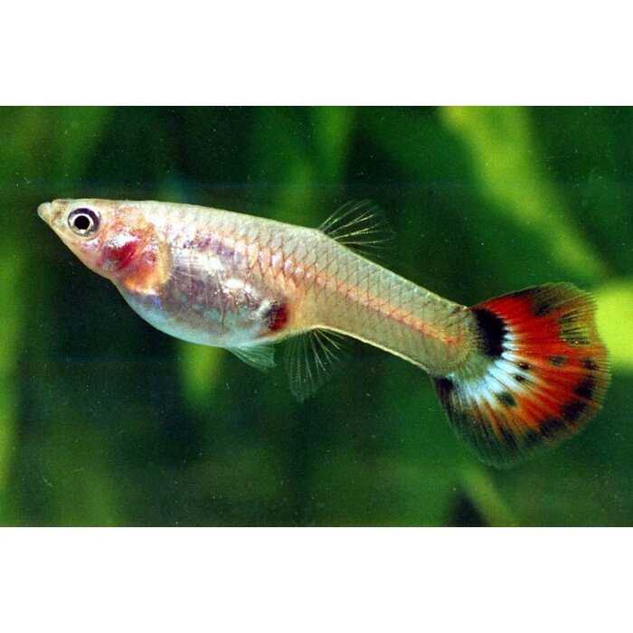 Poecilia Reticulata (Female) - Guppy Vrouw Mix