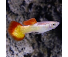 Poecilia Reticulata (Male) - Guppy Sunset (Man)