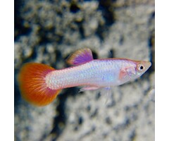 Poecilia Reticulata (Male) - Guppy Pink Tail (Man)