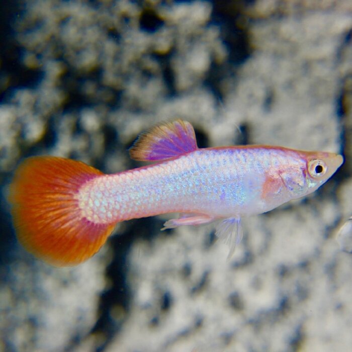 Poecilia Reticulata (Male) - Guppy Pink Tail (Man)