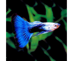 Poecilia Reticulata (Male) - Guppy Neon Blue (Man)