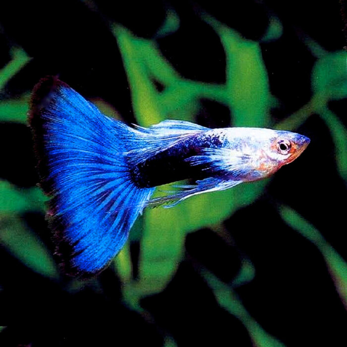 Poecilia Reticulata (Male) - Guppy Neon Blue (Man)