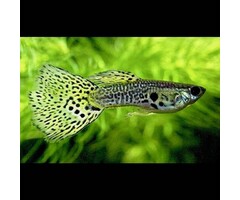 Poecilia Reticulata (Male) - Guppy Green Cobra (Man)
