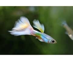 Poecilia Reticulata (Male) - Guppy White Long Dorsal (Man)