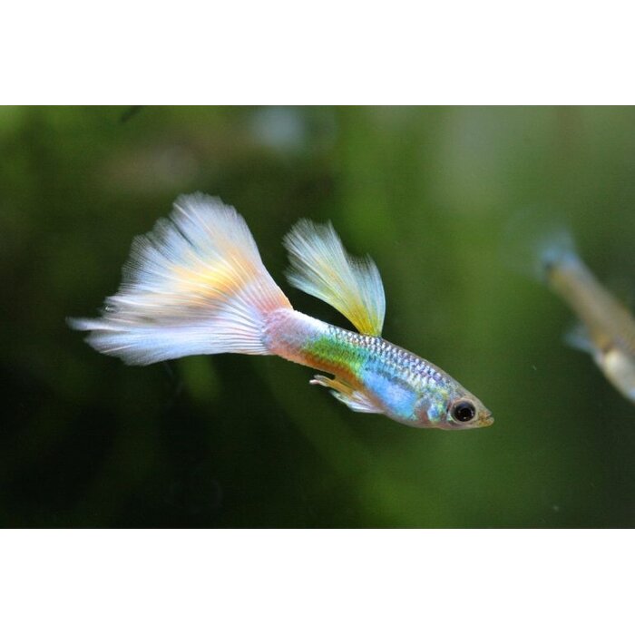 Poecilia Reticulata (Male) - Guppy White Long Dorsal (Man)