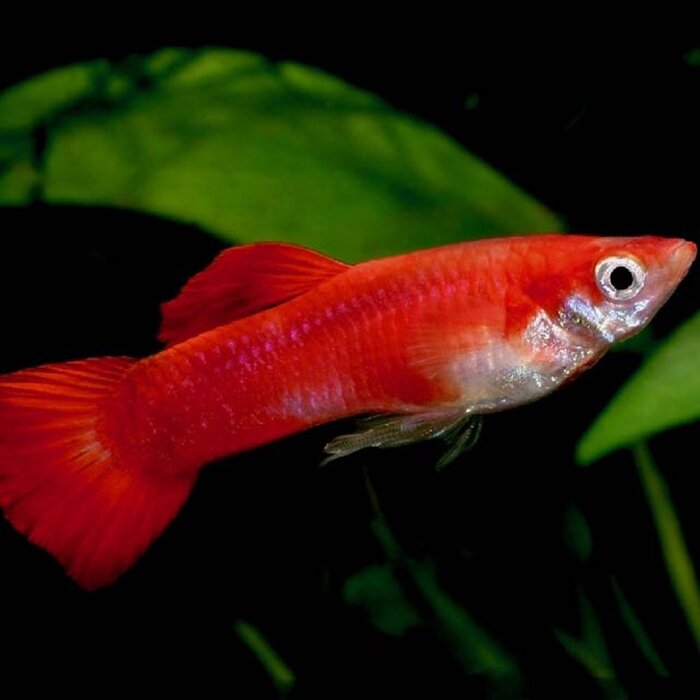 Poecilia Reticulata (Male) - Guppy Coral Red (Man)
