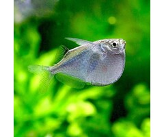 Thoracocharax Stellatus - Grote Zilver Bijlzalm