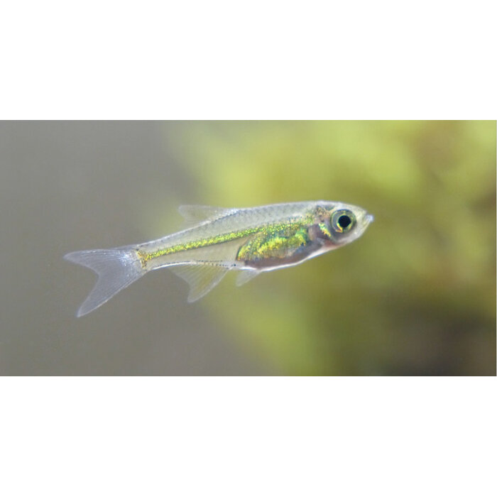 Rasbora Kubotai - Groene Rasbora