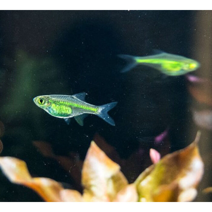 Rasbora Kubotai - Groene Rasbora
