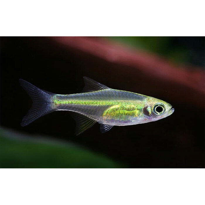 Rasbora Kubotai - Groene Rasbora