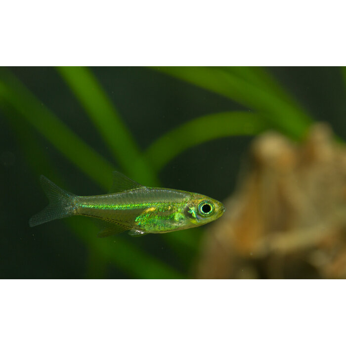 Rasbora Kubotai - Groene Rasbora