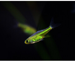 Rasbora Kubotai - Groene Rasbora