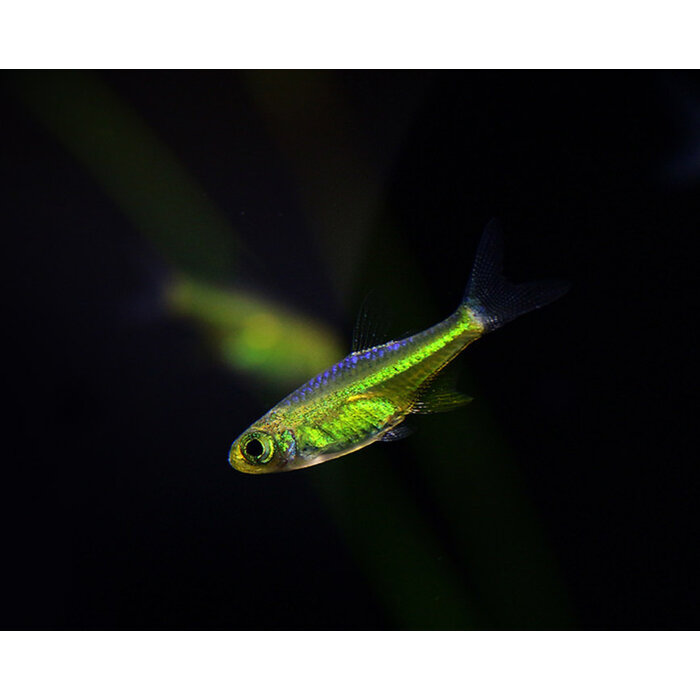 Rasbora Kubotai - Groene Rasbora