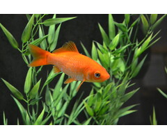 Carassius Auratus - Goudvis 4-6 cm