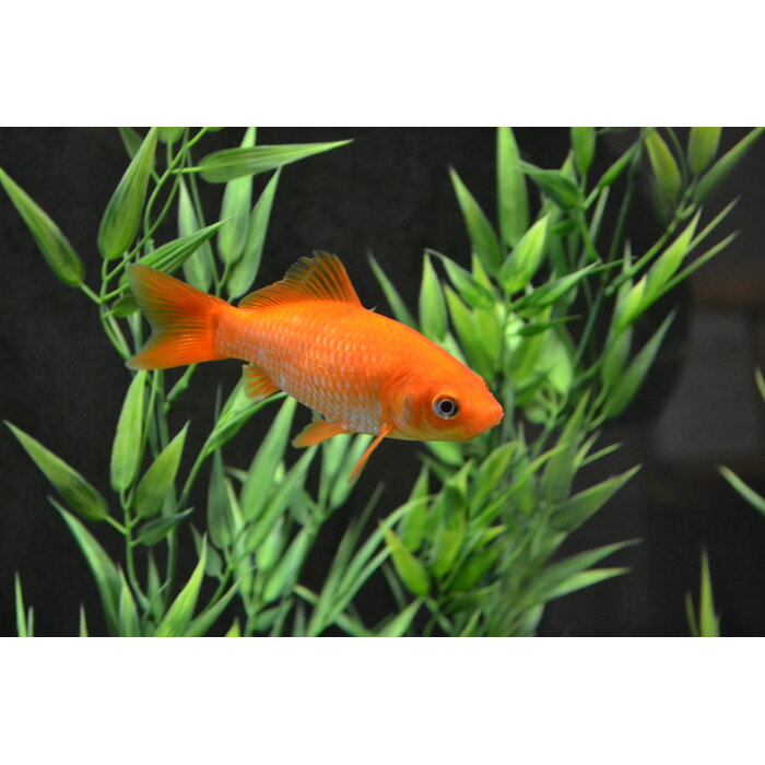 Carassius Auratus - Goudvis 4-6 cm