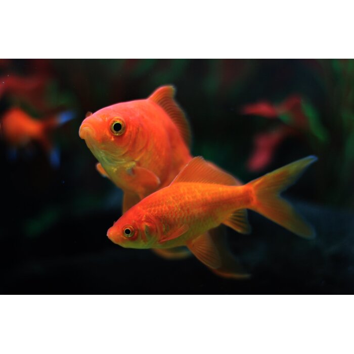 Carassius Auratus - Goudvis 4-6 cm