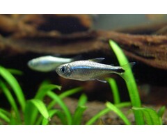Hyphessobrycon Saizi - Goudklompje