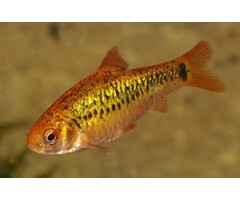 Barbus Schuberti - Goudbarbeel