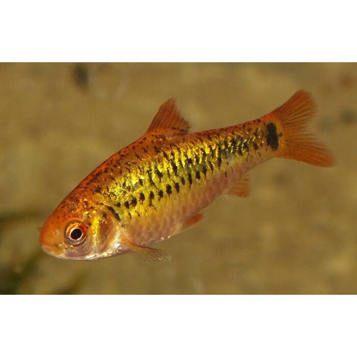 Barbus Schuberti - Goudbarbeel