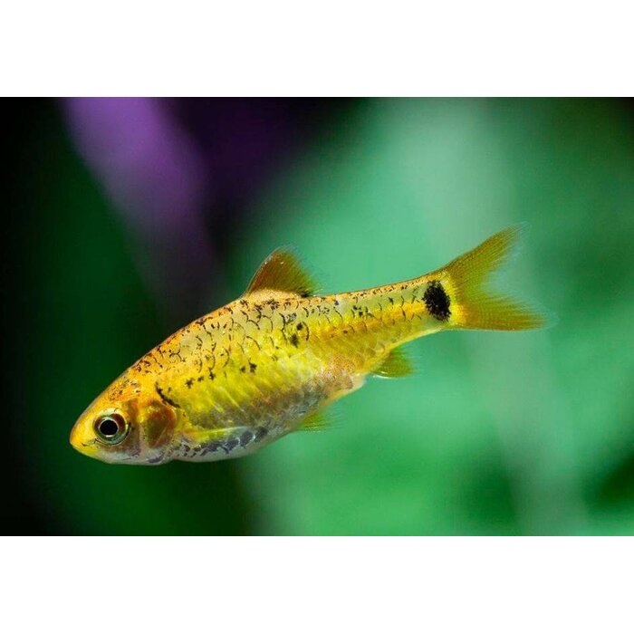 Barbus Schuberti - Goudbarbeel