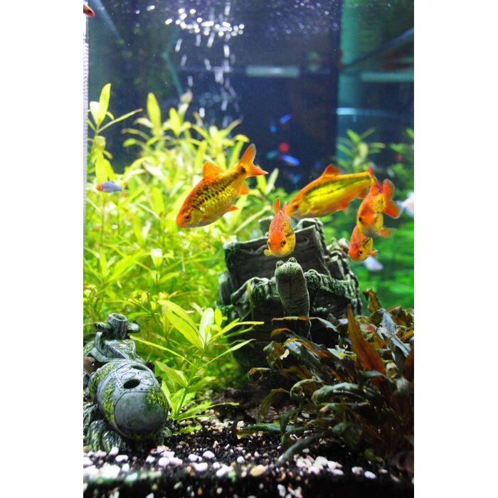 Barbus Schuberti - Goudbarbeel