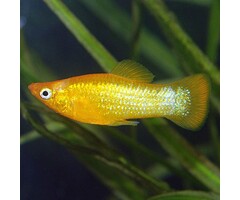 Poecilia Sphenops - Goud Molly