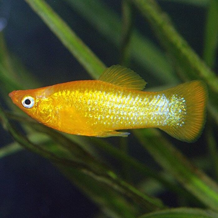 Poecilia Sphenops - Goud Molly