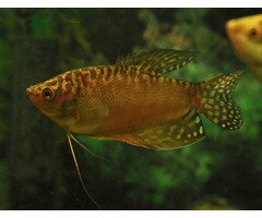 Trichogaster Trichopterus Gold - Goud Gourami