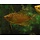 Trichogaster Trichopterus Gold - Goud Gourami