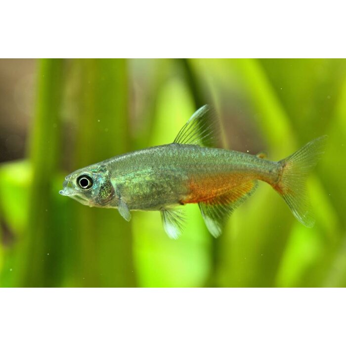 Prionobrama Filigera - Glasroodvinzalm