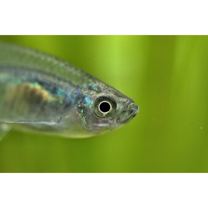 Prionobrama Filigera - Glasroodvinzalm