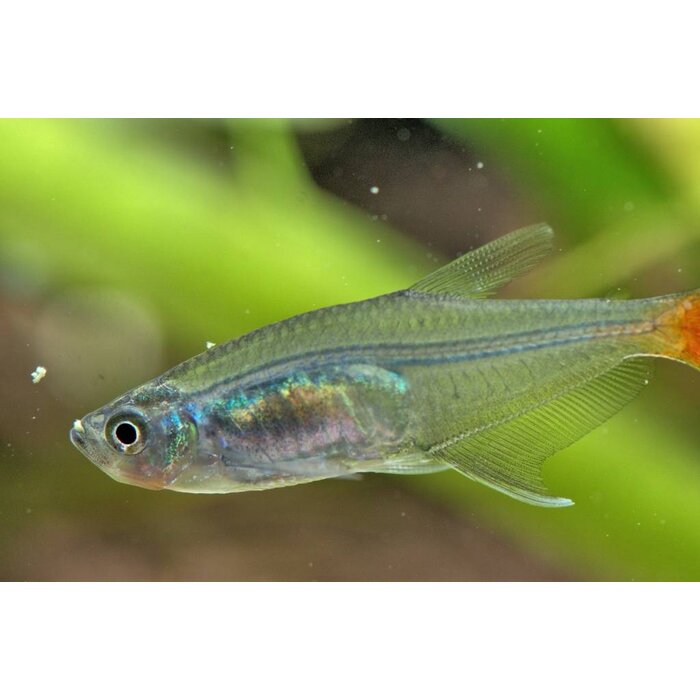 Prionobrama Filigera - Glasroodvinzalm