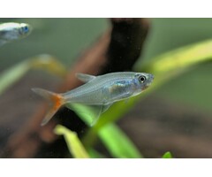 Prionobrama Filigera - Glasroodvinzalm