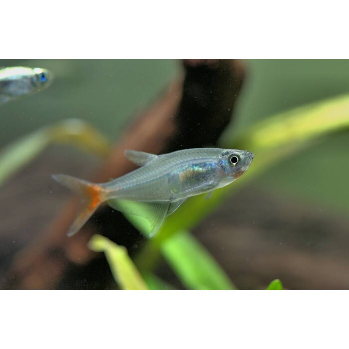 Prionobrama Filigera - Glasroodvinzalm