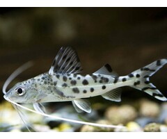 Pimelodus Pictus - Gevlekte Pimelodus