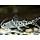 Pimelodus Pictus - Gevlekte Pimelodus
