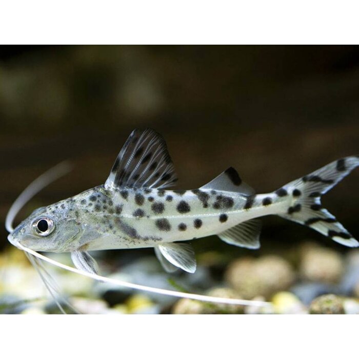 Pimelodus Pictus - Gevlekte Pimelodus