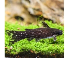 Tatia Intermedia - Gevlekte Bosmeerval