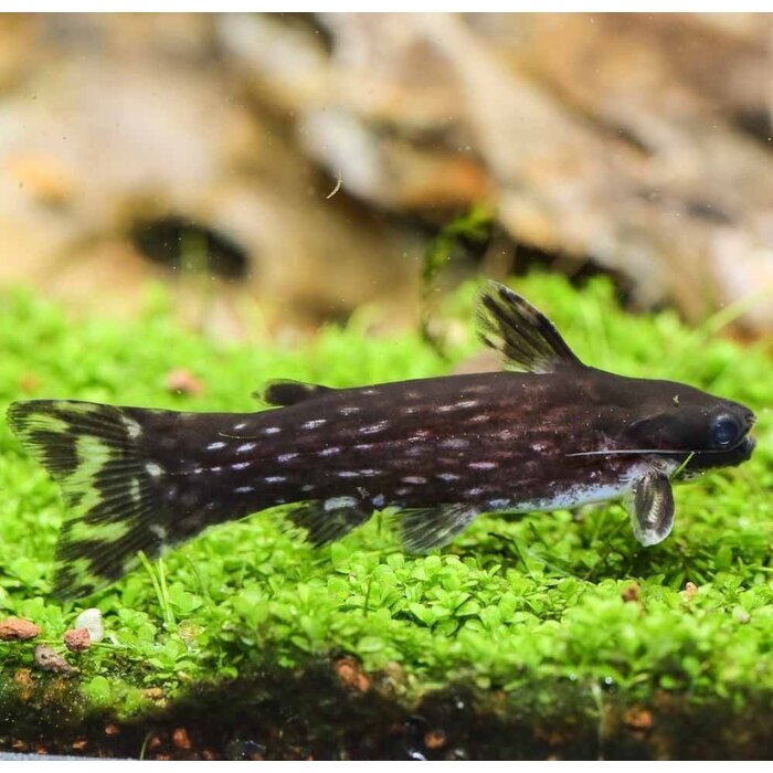 Tatia Intermedia - Gevlekte Bosmeerval