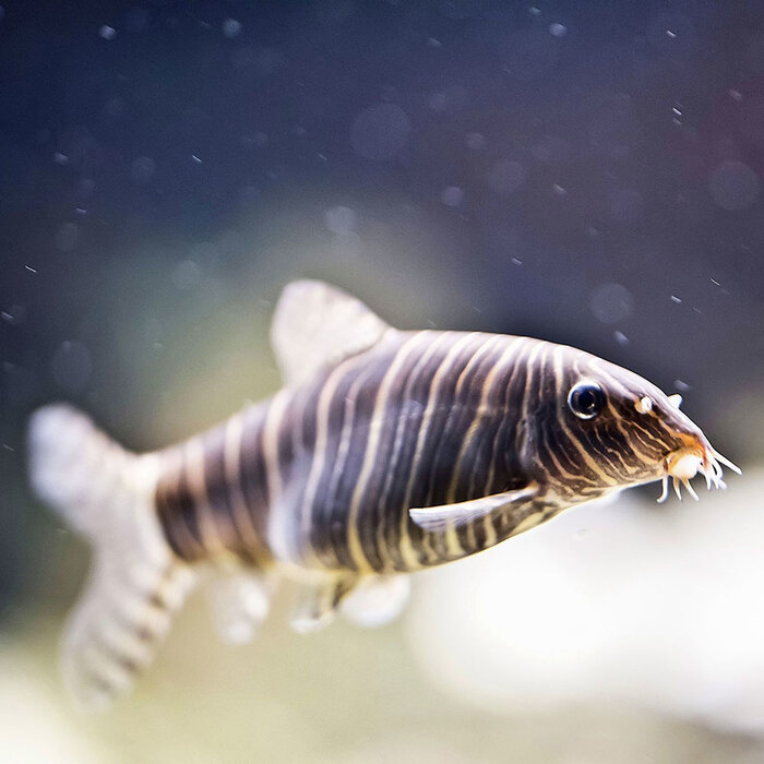 Botia Striata - Gestreepte Botia