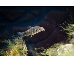 Botia Striata - Gestreepte Botia