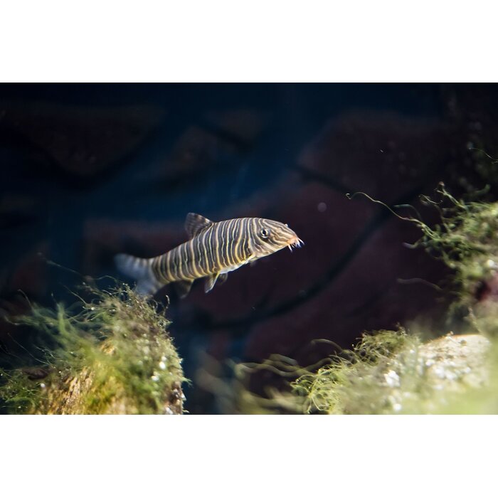 Botia Striata - Gestreepte Botia