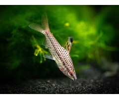 Chilodus Punctatus - Gespikkelde Kopstaander