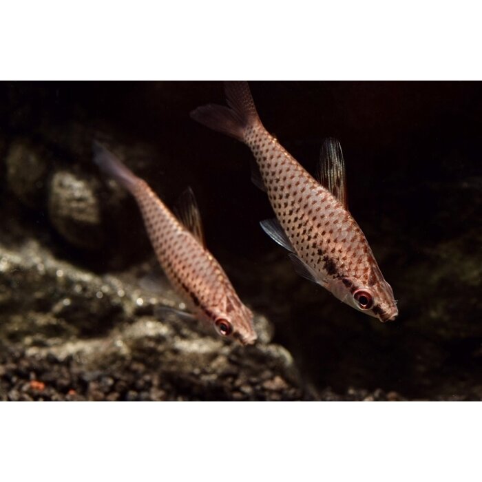 Chilodus Punctatus - Gespikkelde Kopstaander